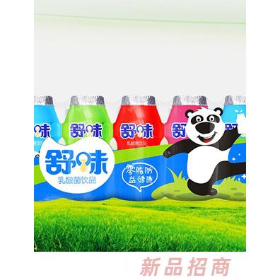 舒味小熊新版乳酸菌飲品排裝100ml