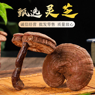 深山靈芝散裝oem代加工