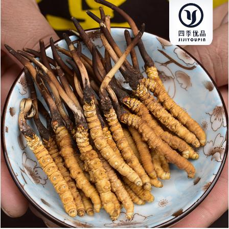 新鮮蟲(chóng)草頭茬OEM貼牌代工