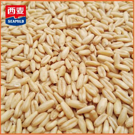 西麥澳洲燕麥米25kgoem貼牌代工