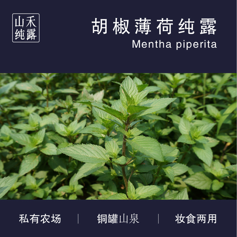 清涼薄荷水蒸餾液漱口水配料 薄荷純露OEM代加工