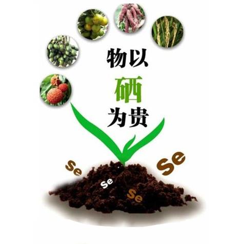 富硒麥芽粉 雨生紅球藻 小球藻 壓片糖果