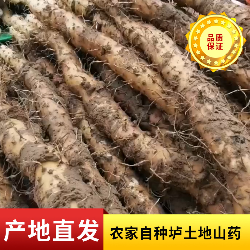 河南焦作懷山藥農家自種壚土鐵棍山藥 鮮山藥片山藥粉非淮山藥OEM代加工