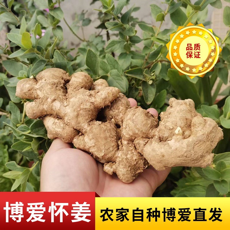 農(nóng)戶(hù)自種懷姜食用農(nóng)產(chǎn)品姜上莊生姜懷姜糖膏鮮姜原料散裝批發(fā)供應(yīng)OEM代加工